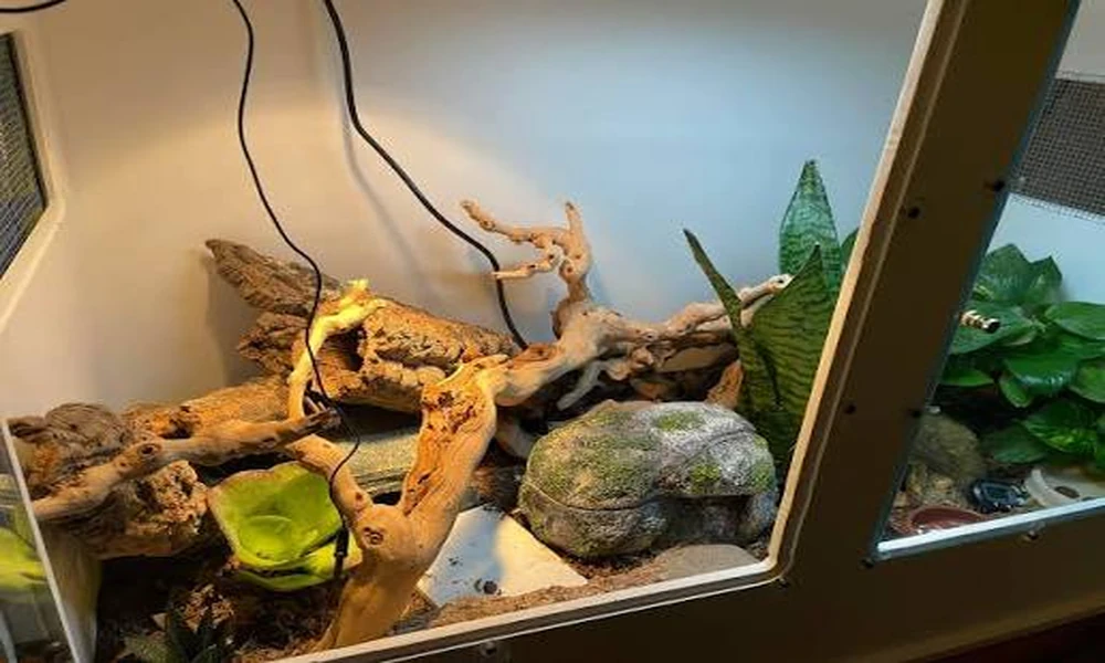 Do Millipedes Earn Their Place in a Bioactive Tank